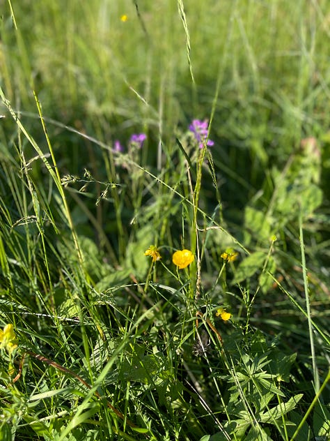 Three photos of lush green vegetation, one with  ferns, one with grasses and one with yellow wildflowers