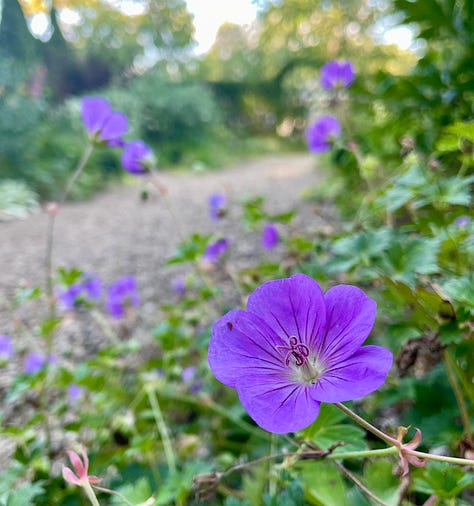 Mauve madness in the Cottage Garden: an Anemone japonica seedling that came up in the pea gravel path; Allium 'Millennium'; Geranium 'Rozanne'; Pink Penstemon; Echinacea and Phlox; Phlox 'Jeana'