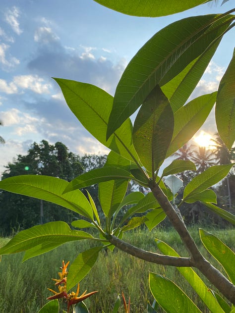 Images of Ubud with green and orange themes. An orange flower on a green stem, with green fields in the background, some green leaves shooting up into the sky and a bright orange umbrella with a pathway cutting through the green fields.