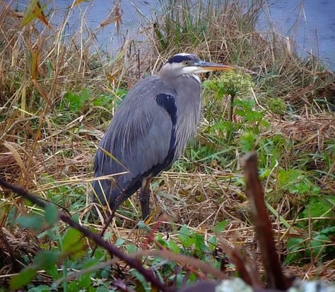 North Oregon Coast: Blue Heron, steady rain and monolith, young Western Gull, deal Seal, break between storms, feather detail