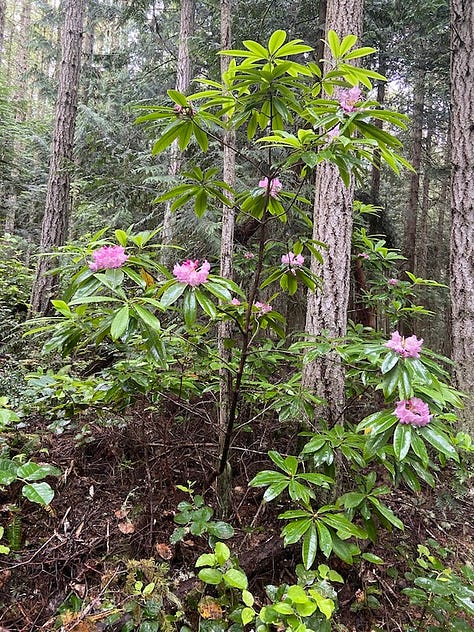 Madrone tree, rhodendron, leopard slug