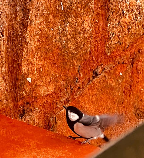 flutterings, determined to run up, a little Birdie, Looks like rain, violets and blues, a young climber outside our room- all form the backdrop of a naturally healthy environment