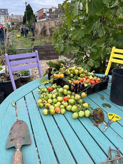 A variety of crops from the community garden