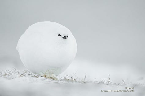 Comedy Wildlife Photography Awards 2023