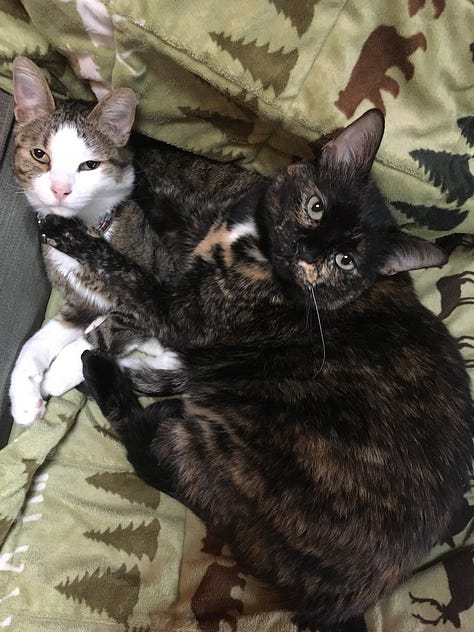 cats on blankets