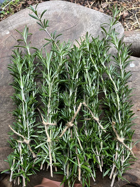 Freshly harvested and bundled rosemary, parsley and chard.