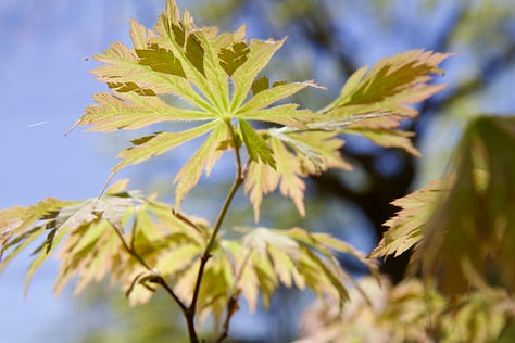 Beautiful foliage in the Woodland this month: Regal fern, Cornus 'Golden Shadows' and Acer japonicum 'Aconitifolium'