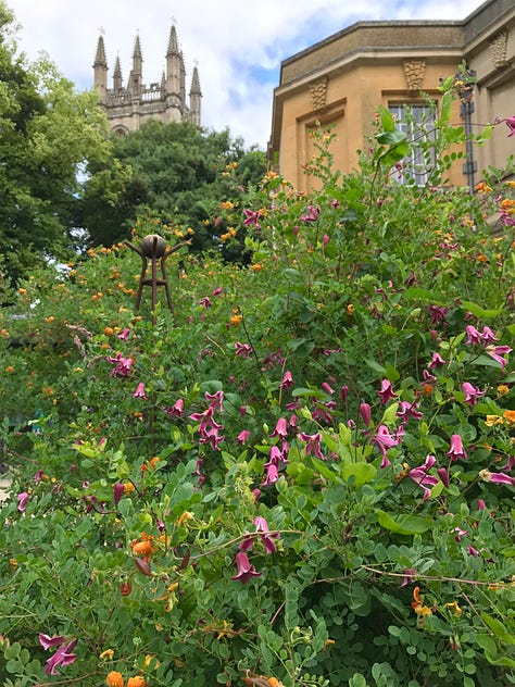 Pink in various plantings at Oxford Botanic Garden 