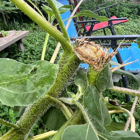 A series of images of a sunflower - currently without a bloom on it - with a broken stalk. the first image shows a close up of the break in the stalk. The second image shows a close up of where the stalk had started growing in a hook shape in order to keep growing after breaking, the third image shows the full plant, with the broken stalk, the hook in its stalk, and the top of the plant growing towards the sun