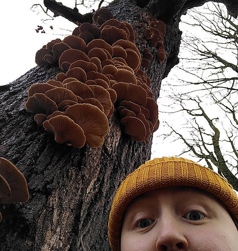 1: a hand holds a large oyster mushroom and a small mushroom knife, 2: Izzy's face pokes into the frame alongside the looming oyster mushroom tree, 3: slices of oyster mushroom pan fry on the stove