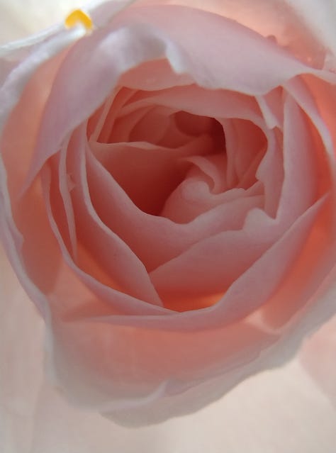 Three pictures of pink roses, taken at close range to show how the petals curl around each other