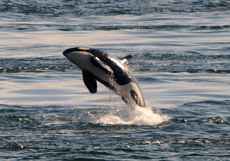 Orcas taking flight