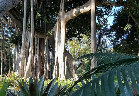 Labels and walkways in the Jardín de Aclimatación de la Orotava on Tenerife