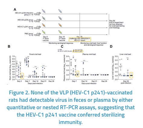 Virus Like Particles (VLP) for the Diagnosis of and Protection Against Rat Hepatitis E Infection