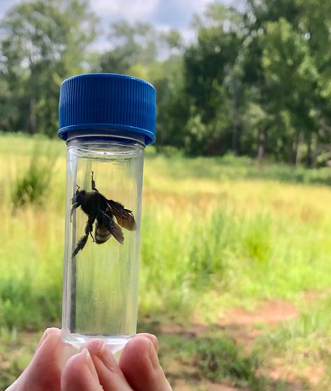 Showing people looking at bumble bees.