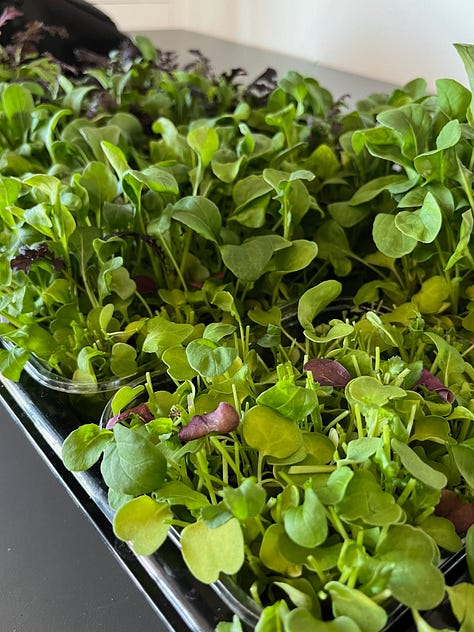 Three photos, first is leaves of Mexican Marigold leaves on a white plate; second photo, closeup of a tray of microleaves, and thirdly an image of Jason Hirst opening the growing machine that the company makes. 