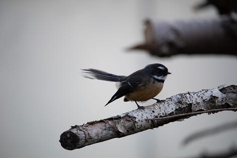 Three images of a fantail flying or perching on wood pile.