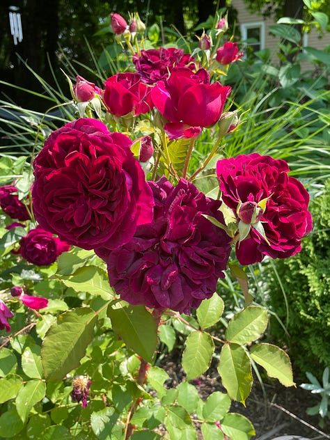 Various blooming roses and some cut into vases