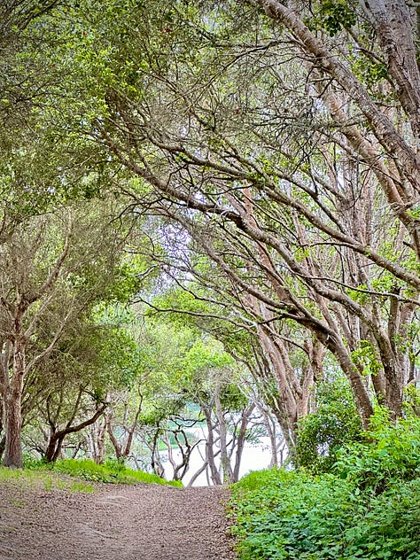 images of fields, flowers, trees, sand, ocean, mountains, natural beauty