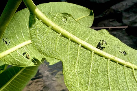 Monarch caterpillars on milkweed leaves.