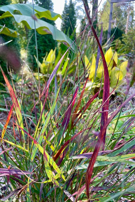 Our red banana, Ensete maurelii, with Acer 'Bloodgood' in the old Hot Border; Yellow flowered Patrina in the Hot Border; Panicum 'Cheyenne Sky' in the new section of HB.