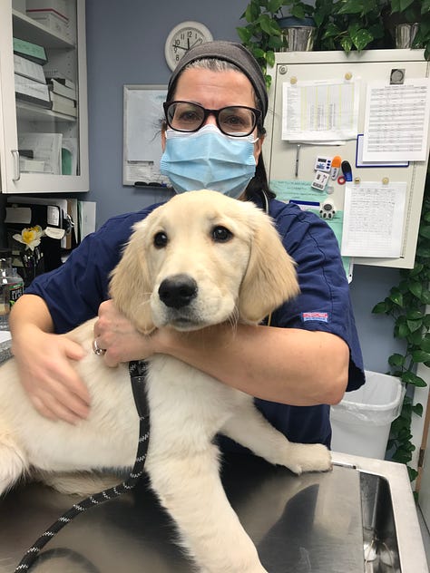 Photos of Michele Saletros, DVM at work as a veterinarian.