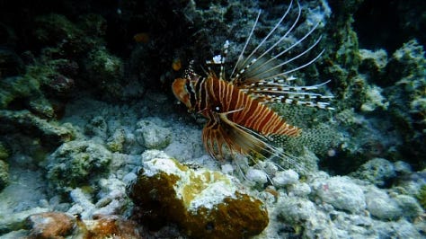 Immagini oceano