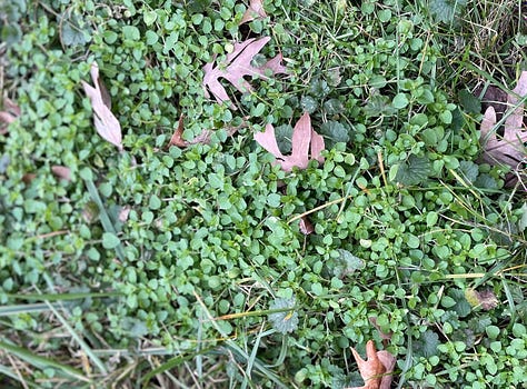 chickweed waiting through the cold months.