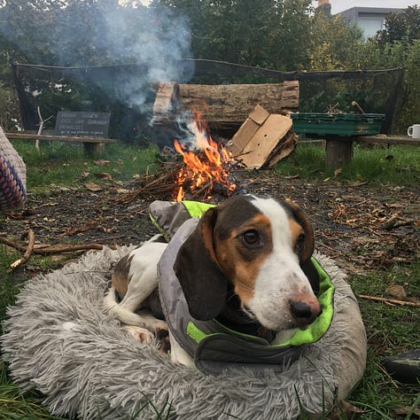 Backfilling spaces in beds with more lettuces (this is Rosa di Treviso chicory); a staff dog not used to cold temperatures in front of a campfire; moving woodchip.