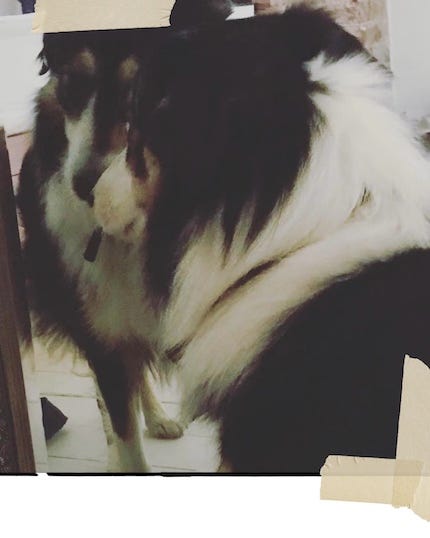 A border collie with a magnificent mane of hair looks at his reflection in a mirror.