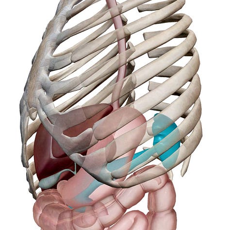 pancreas, ribs, organs, spleen, embodied anatomy