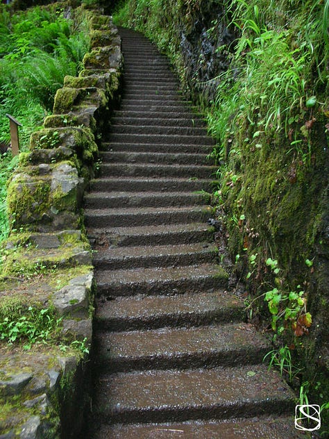 Nature photos depicting a pathway, bridge, and stairs