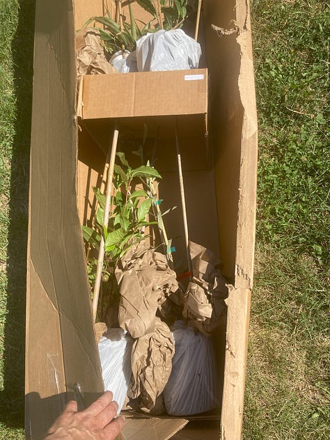 tea plants shipped to my home