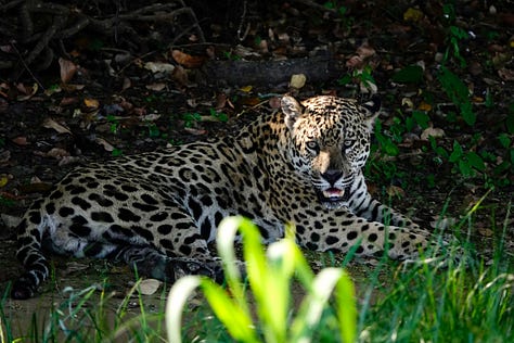 Pantanal jaguar