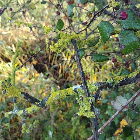 White, trumpet shaped bindweed flowers. Grasses, dried, straw coloured against red twigs of a hawthorn hedge. Bright chartreuse and peridot tones in the sulphurous lichen encrusted on twigs in a hedge