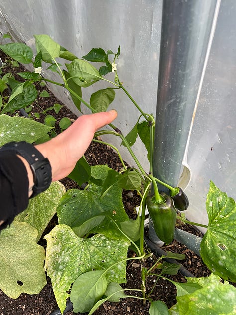 1. The sweet pepper plant has actually grown two fruits!; 2. Weld are a little nibbled but seems to be surviving in their new home, with self-seeded fennels for company; 3. The yacón revelling in it's bushy glory.