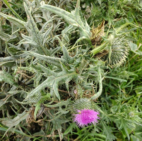 Flowers spotted on today's walk: bindweed plus bee; common mallow and a twisted spear thistle