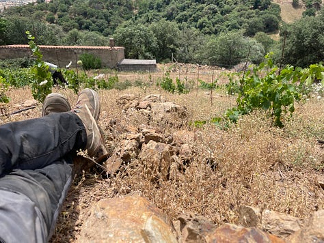 clearing rocks in the vineyard vines are growing