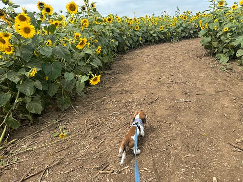 A trip through the flower patch in Akron, Iowa.