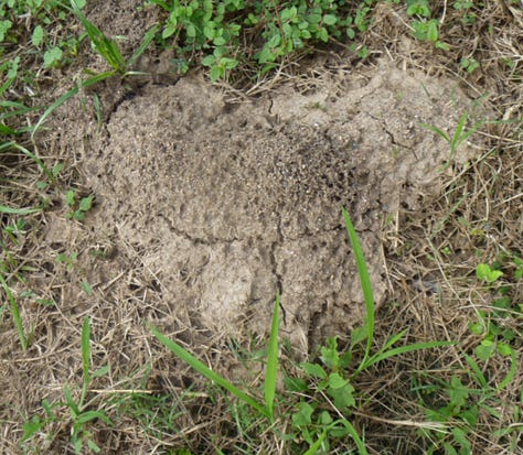 Fire Ant Nests on the Gold Coast