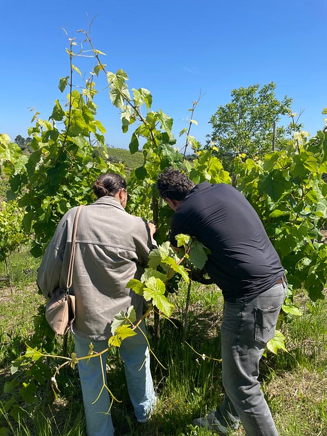Baga vineyards Giz by Luis Gomes
