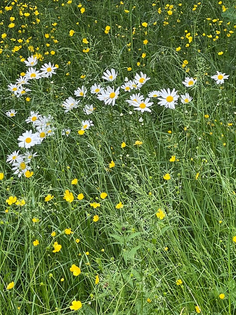 Buttercups and daisies growing wild in long grass