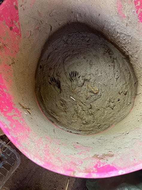 1. Squirrel feet marks in a trug of still-wet cob oven clay; 2. The 1.4kg Howgate Wonder apple nibbled while our backs were turned; 3. A trainee running screaming after the fluffy cat who'd just chomped on an unsuspecting squirrel.