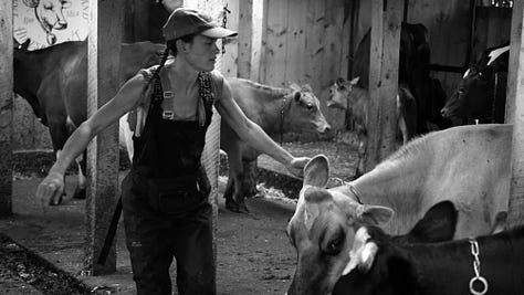 A gallery of photos of wiry woman farmer walking with her cows, bending over to pick something up as they enter the woods, coming into the barn, helping into the milking parlor, a sideshot of the farmer, her hand on one of the cows, sitting down to milk... all black and white