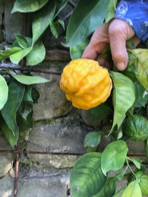 Lemons and limes thrive in busy gardens clinging to the sides of the hilltop village.