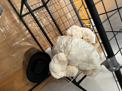 lion's mane in various stages of growth out of a bag