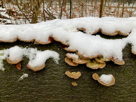 Photos of architectural details, textures and frosty nature