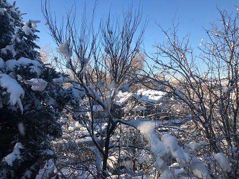 Bluebird Day
