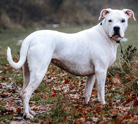 Dogo Argentino banned in Queensland - By Pleple2000 - Own work, CC BY-SA 3.0, https://commons.wikimedia.org/w/index.php?curid=1244174 - By BUKADAI..JPG: Ludivine HOUDASderivative work: Caronna (talk) - BUKADAI..JPG, CC BY-SA 3.0, https://commons.wikimedia.org/w/index.php?curid=17168502 - By Smok Bazyli - Own work, CC BY-SA 4.0, https://commons.wikimedia.org/w/index.php?curid=82247888