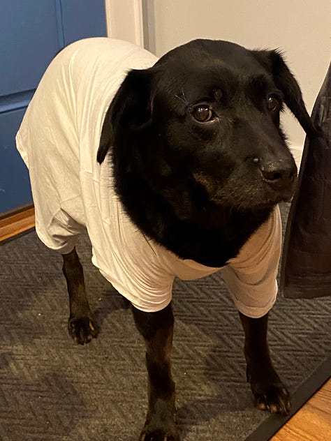 On Monday Blue looked like he went ten rounds in a boxing match and by last night we needed to put him in a t-shirt to protect him from scratching and licking his stomach. 